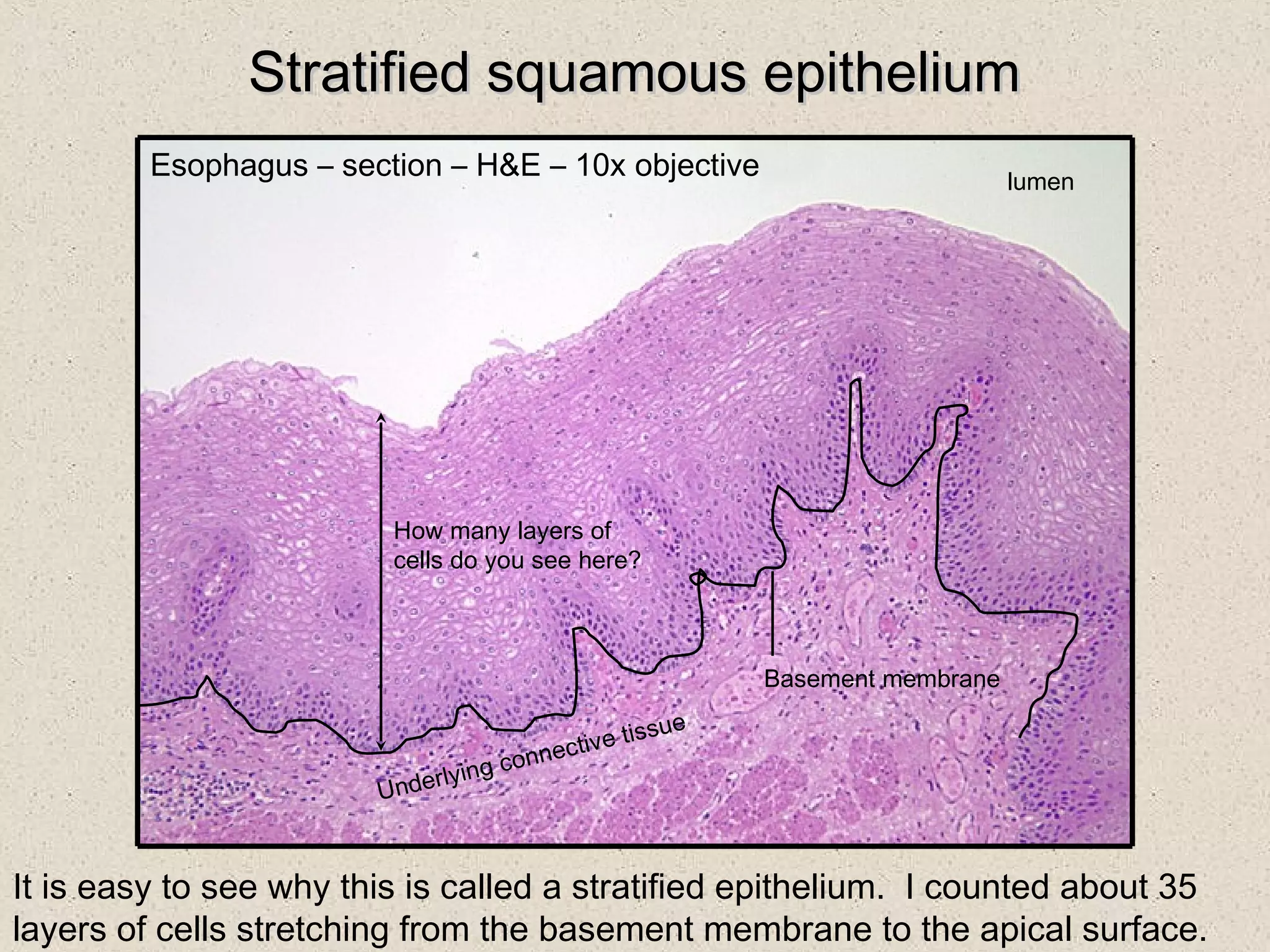 Histology: Epithelia | PPT