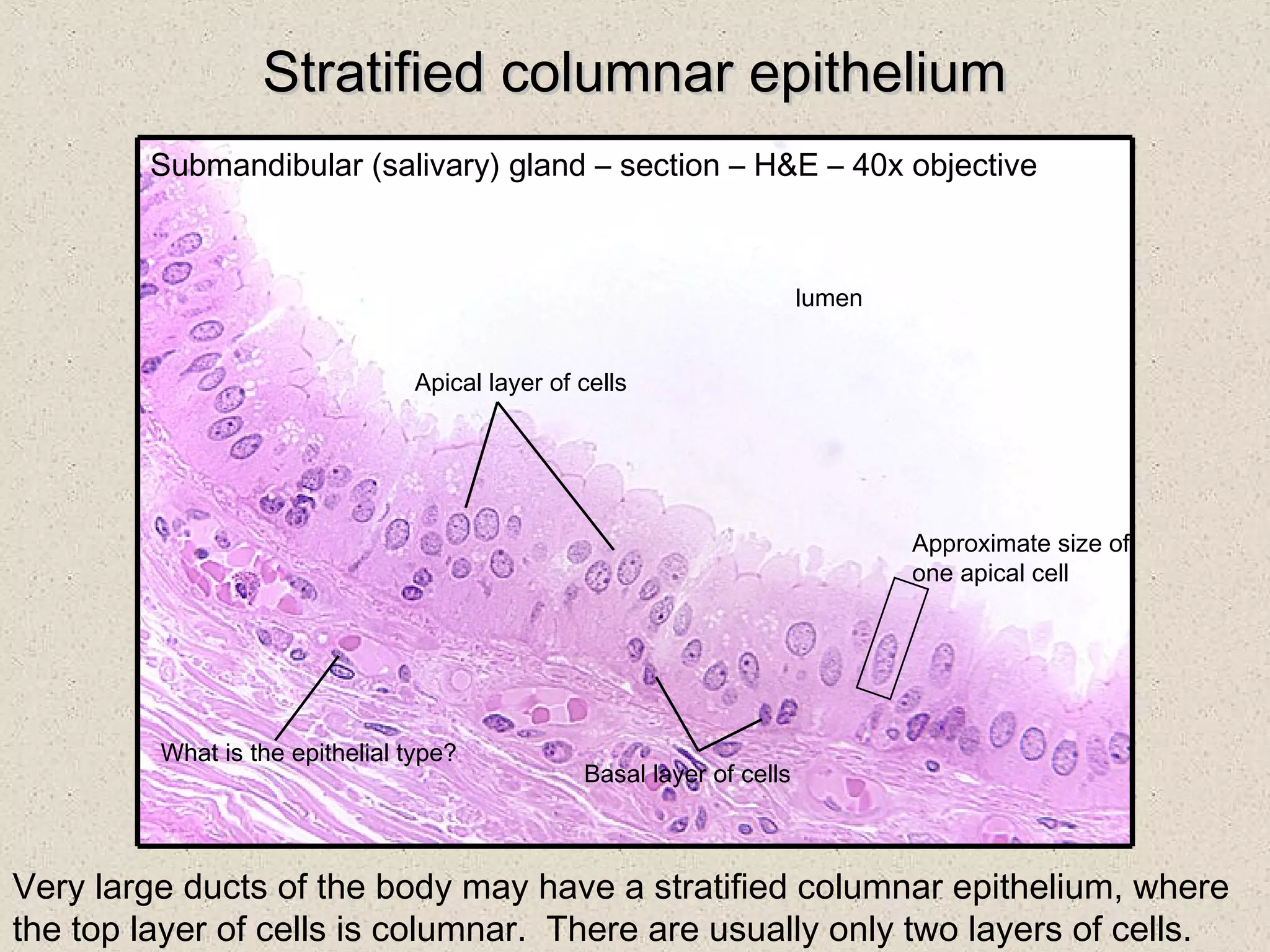 Histology: Epithelia | PPT