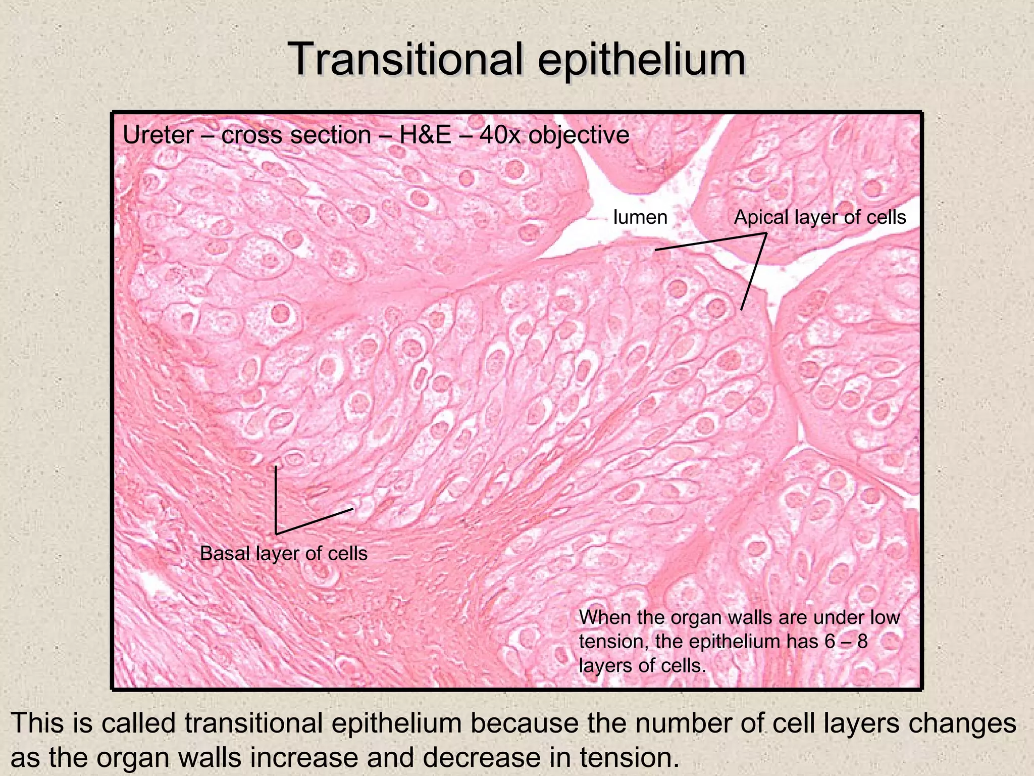 Histology: Epithelia | PPT