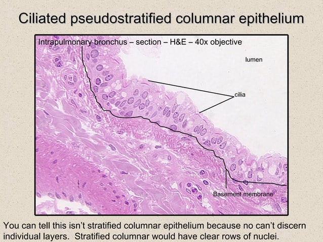 Histology: Epithelia | PPT