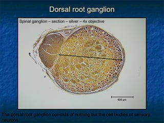 DDoorrssaall rroooott ggaanngglliioonn 
Spinal ganglion – section – silver – 4x objective 
The dorsal root ganglion consists of nothing but the cell bodies of sensory 
neurons. 
 