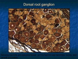 DDoorrssaall rroooott ggaanngglliioonn 
Spinal ganglion – section – silver – 40x objective 
Sensory neurons are pseudounipolar, so it is hard to see dendrites, axons, and 
central processes. 
 