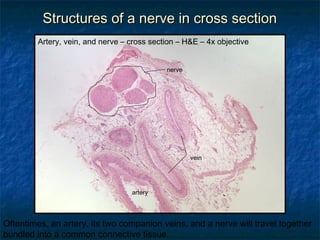 SSttrruuccttuurreess ooff aa nneerrvvee iinn ccrroossss sseeccttiioonn 
Artery, vein, and nerve – cross section – H&E – 4x objective 
nerve 
artery 
vein 
Oftentimes, an artery, its two companion veins, and a nerve will travel together 
bundled into a common connective tissue. 
 