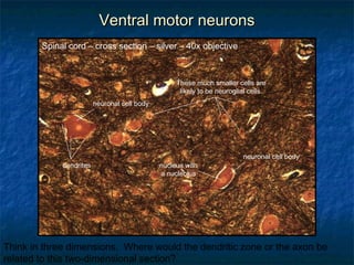 VVeennttrraall mmoottoorr nneeuurroonnss 
Spinal cord – cross section – silver – 40x objective 
These much smaller cells are 
likely to be neuroglial cells. 
neuronal cell body 
neuronal cell body 
nucleus with 
a nucleolus 
dendrites 
Think in three dimensions. Where would the dendritic zone or the axon be 
related to this two-dimensional section? 
 