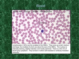 BBlloooodd 
Blood film -- human – Wright – 40x objective 
lymphocyte 
Lymphocytes (~30%) are the smallest of the WBCs. They come as small, medium, 
and large, the smallest of which are about the size of the RBCs. The nucleus is 
intensely staining, slightly indented, and mostly spherical. There is a thin rim of 
bluish-gray cytoplasm. They function in either cell-mediated or antibody-mediated 
immunity. 
 