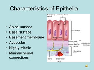 Histology 2.pdf introduction to tissues chapter 2 | PDF