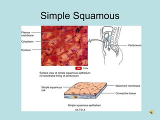 Histology 2.pdf introduction to tissues chapter 2 | PDF