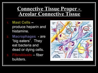 Connective Tissue Proper -
Areolar Connective Tissue
1. Mast Cells –
produce heparin and
histamine.
2. Macrophages - are
“big eaters”. They
eat bacteria and
dead or dying cells.
3. Fibroblasts – fiber
builders.
 