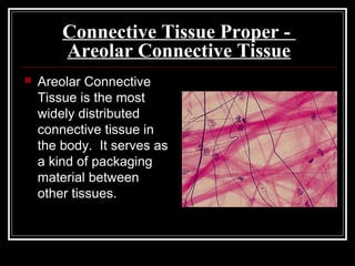 Connective Tissue Proper -
Areolar Connective Tissue
 Areolar Connective
Tissue is the most
widely distributed
connective tissue in
the body. It serves as
a kind of packaging
material between
other tissues.
 