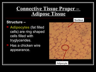 Connective Tissue Proper –
Adipose Tissue
Structure –
 Adipocytes (fat filled
cells) are ring shaped
cells filled with
tryglycerides.
 Has a chicken wire
appearance.
Adipocyte
Nucleus
 