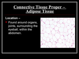 Connective Tissue Proper –
Adipose Tissue
Location –
 Found around organs,
joints, surrounding the
eyeball, within the
abdomen.
 