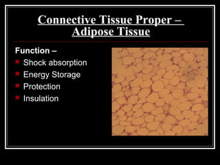 Connective Tissue Proper –
Adipose Tissue
Function –
 Shock absorption
 Energy Storage
 Protection
 Insulation
 