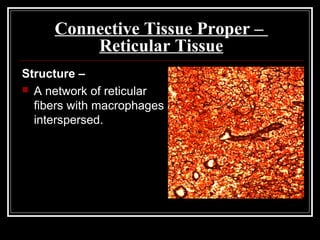 Connective Tissue Proper –
Reticular Tissue
Structure –
 A network of reticular
fibers with macrophages
interspersed.
 