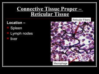 Connective Tissue Proper –
Reticular Tissue
Location –
 Spleen
 Lymph nodes
 liver
Macrophage
Reticular Fibers
 