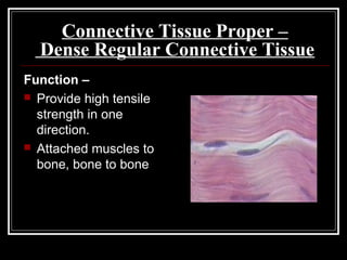 Connective Tissue Proper –
Dense Regular Connective Tissue
Function –
 Provide high tensile
strength in one
direction.
 Attached muscles to
bone, bone to bone
 