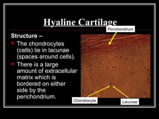 Hyaline Cartilage
Structure –
 The chondrocytes
(cells) lie in lacunae
(spaces around cells).
 There is a large
amount of extracellular
matrix which is
bordered on either
side by the
perichondrium.
Perichondrium
Chondrocyte Lacunae
 
