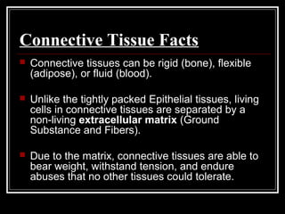 Connective Tissue Facts
 Connective tissues can be rigid (bone), flexible
(adipose), or fluid (blood).
 Unlike the tightly packed Epithelial tissues, living
cells in connective tissues are separated by a
non-living extracellular matrix (Ground
Substance and Fibers).
 Due to the matrix, connective tissues are able to
bear weight, withstand tension, and endure
abuses that no other tissues could tolerate.
 