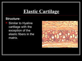 Elastic Cartilage
Structure-
 Similar to Hyaline
cartilage with the
exception of the
elastic fibers in the
matrix.
 