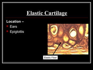 Elastic Cartilage
Location –
 Ears
 Epiglottis
Elastic Fiber
 