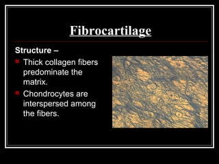 Fibrocartilage
Structure –
 Thick collagen fibers
predominate the
matrix.
 Chondrocytes are
interspersed among
the fibers.
 