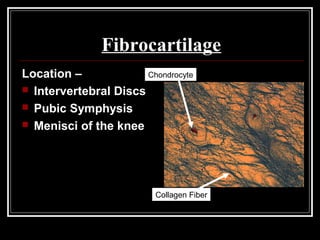 Fibrocartilage
Location –
 Intervertebral Discs
 Pubic Symphysis
 Menisci of the knee
Chondrocyte
Collagen Fiber
 