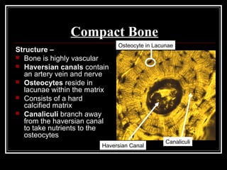 Compact Bone
Structure –
 Bone is highly vascular
 Haversian canals contain
an artery vein and nerve
 Osteocytes reside in
lacunae within the matrix
 Consists of a hard
calcified matrix
 Canaliculi branch away
from the haversian canal
to take nutrients to the
osteocytes
Haversian Canal
Osteocyte in Lacunae
Canaliculi
 