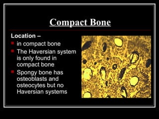 Compact Bone
Location –
 in compact bone
 The Haversian system
is only found in
compact bone
 Spongy bone has
osteoblasts and
osteocytes but no
Haversian systems
 