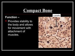Compact Bone
Function –
 Provides stability to
the body and allows
for movement with
attachment of
muscles.
Lamella
 