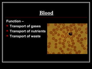 Blood
Function –
 Transport of gases
 Transport of nutrients
 Transport of waste
 