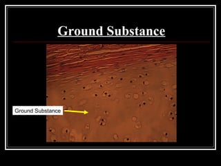 Ground Substance
Ground Substance
 