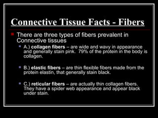 Connective Tissue Facts - Fibers
 There are three types of fibers prevalent in
Connective tissues
 A.) collagen fibers – are wide and wavy in appearance
and generally stain pink. 79% of the protein in the body is
collagen.
 B.) elastic fibers – are thin flexible fibers made from the
protein elastin, that generally stain black.
 C.) reticular fibers – are actually thin collagen fibers.
They have a spider web appearance and appear black
under stain.
 