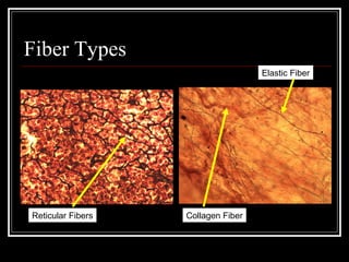 Fiber Types
Reticular Fibers Collagen Fiber
Elastic Fiber
 