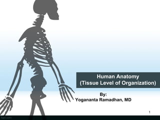 Human Anatomy
(Tissue Level of Organization)
By:
Yogananta Ramadhan, MD
1

 