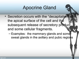 Tissue Level of Organization (Anatomy) | PPT