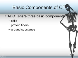 Tissue Level of Organization (Anatomy) | PPT
