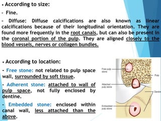 Histology and physiology of the pulp | PDF