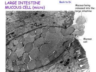 LARGE INTESTINE       Back to Digestive System
                                    Mucous being
MUCOUS CELL (micro)                 released into the
                                    large intestine




                                           Mucous
                                           cell
 