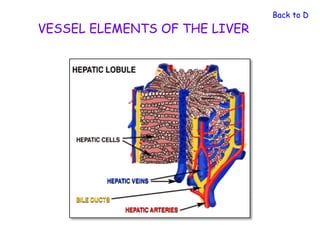Back to Diges
VESSEL ELEMENTS OF THE LIVER
 