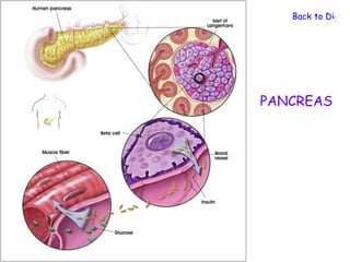 Back to Digest




PANCREAS
 