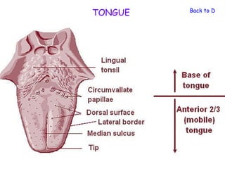 TONGUE   Back to Diges
 