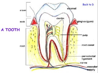 Back to Diges




A TOOTH
 