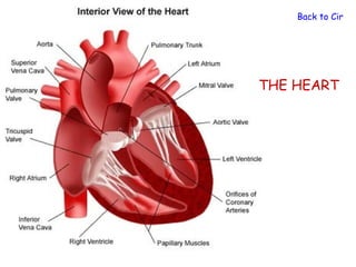 Back to Circula




THE HEART
 