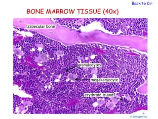 Back to Circula

BONE MARROW TISSUE (40x)
 