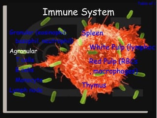 Table of Co

            Immune System

Granular (eosinophil,     Spleen
  basophil, neutrophil)
                            White Pulp (lymphocy
Agranular
 T cells                    Red Pulp (RBCs
  B cells                   , macrophages)
  Monocyte
                          Thymus
Lymph node
 
