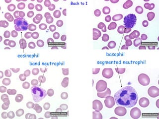 Back to Immune System




eosinophil                             basophil
     band neutrophil               segmented neutrophil
 