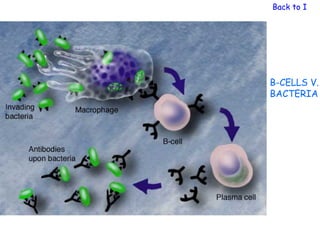 Back to Immu




B-CELLS V.
BACTERIA
 