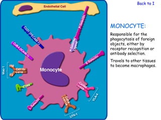 Back to Immu




MONOCYTE:
Responsible for the
phagocytosis of foreign
objects, either by
receptor recognition or
antibody selection.
Travels to other tissues
to become macrophages.
 