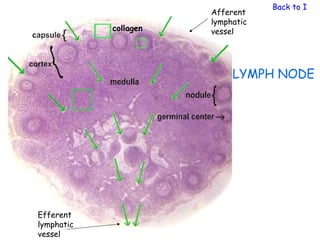 Back to Immu
                       Afferent
                       lymphatic
            collagen   vessel




                            LYMPH NODE




Efferent
lymphatic
vessel
 