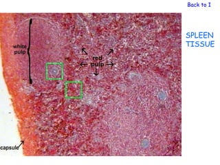 Back to Immu




SPLEEN
TISSUE
 