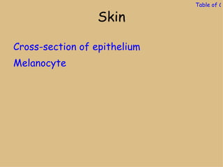 Table of Co

                 Skin

Cross-section of epithelium
Melanocyte
 